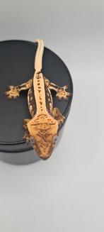 Wimpergekko, Hagedis, 0 tot 2 jaar