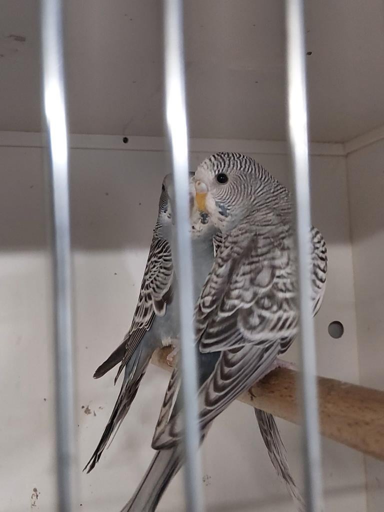 Melanistic grasparkiet, Dieren en Toebehoren, Meerdere dieren, Parkiet, Geringd