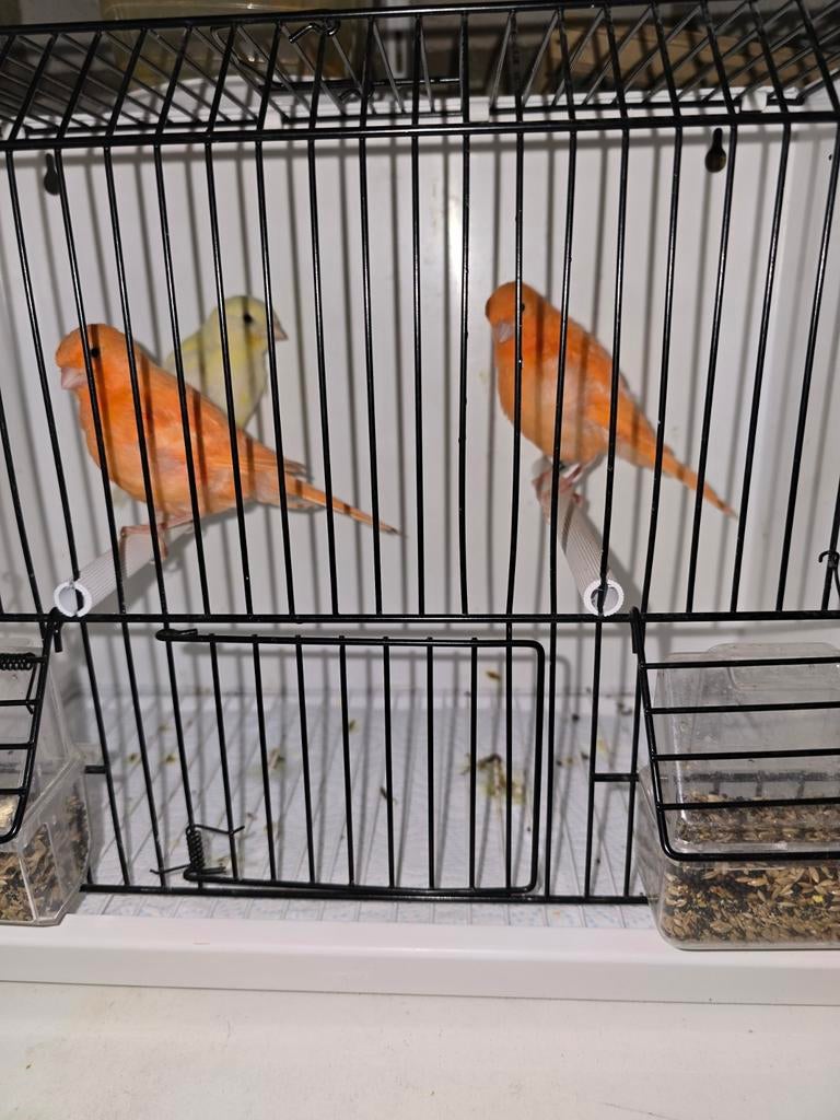 3 jonge kanarie mannen te koop, Dieren en Toebehoren, Mannelijk, Kleurkanarie