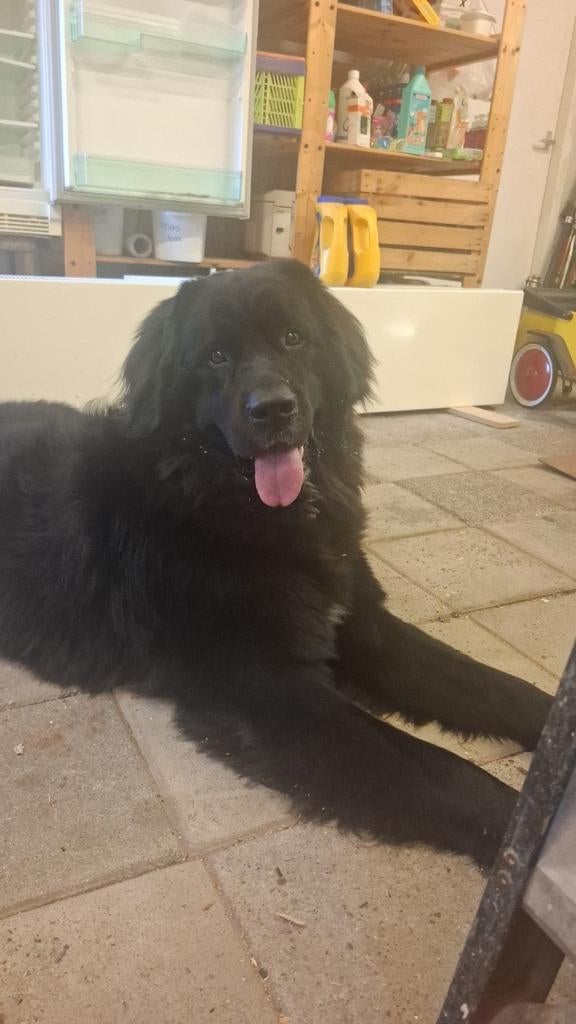Lieve Prachtige Dame van 2 kruizing newfoundlander/Tatra, Dieren en Toebehoren, Honden | Retrievers, Spaniëls en Waterhonden, Overige rassen