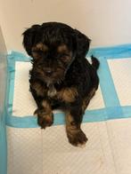 BoomPoo / MaltiPoo pups!, 8 tot 15 weken, Meerdere, Meerdere dieren, Klein