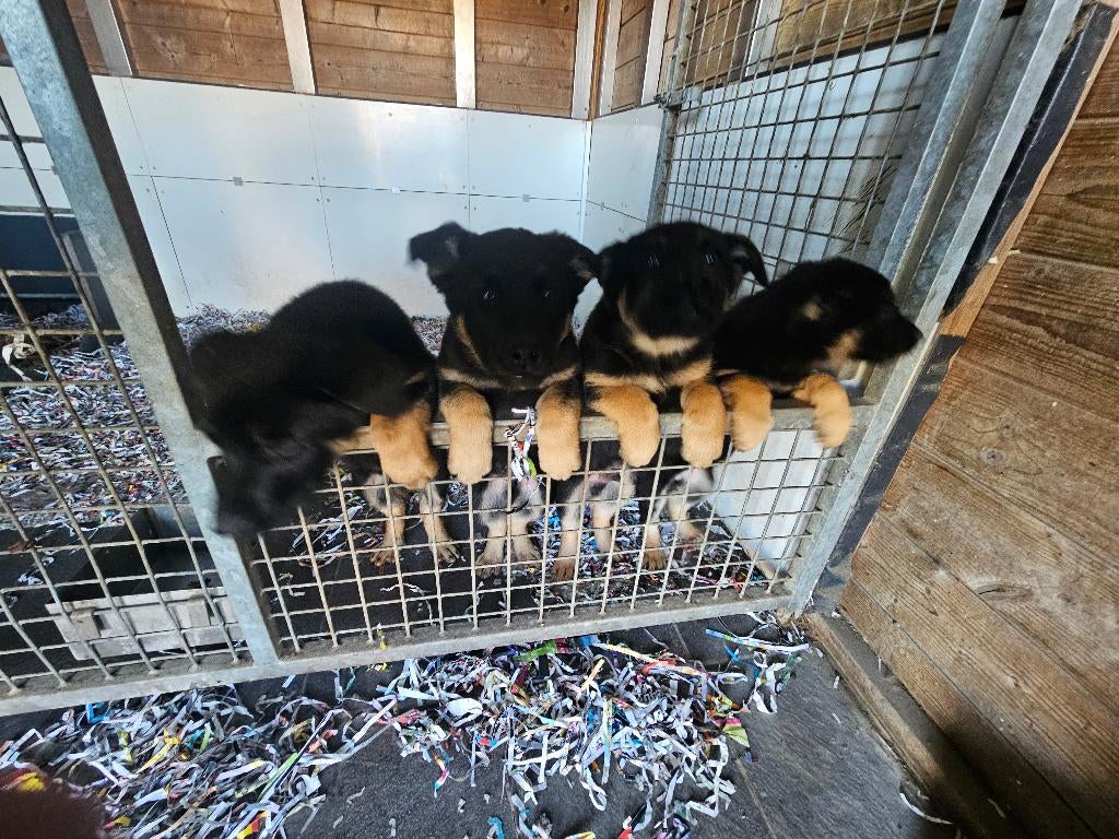 Duitse herderpups met stamboom, Parvo, Reu, 8 tot 15 weken, Meerdere