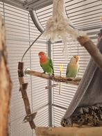 2 Agapornissen, Geslacht onbekend, Dwergpapegaai of Agapornis, Geringd