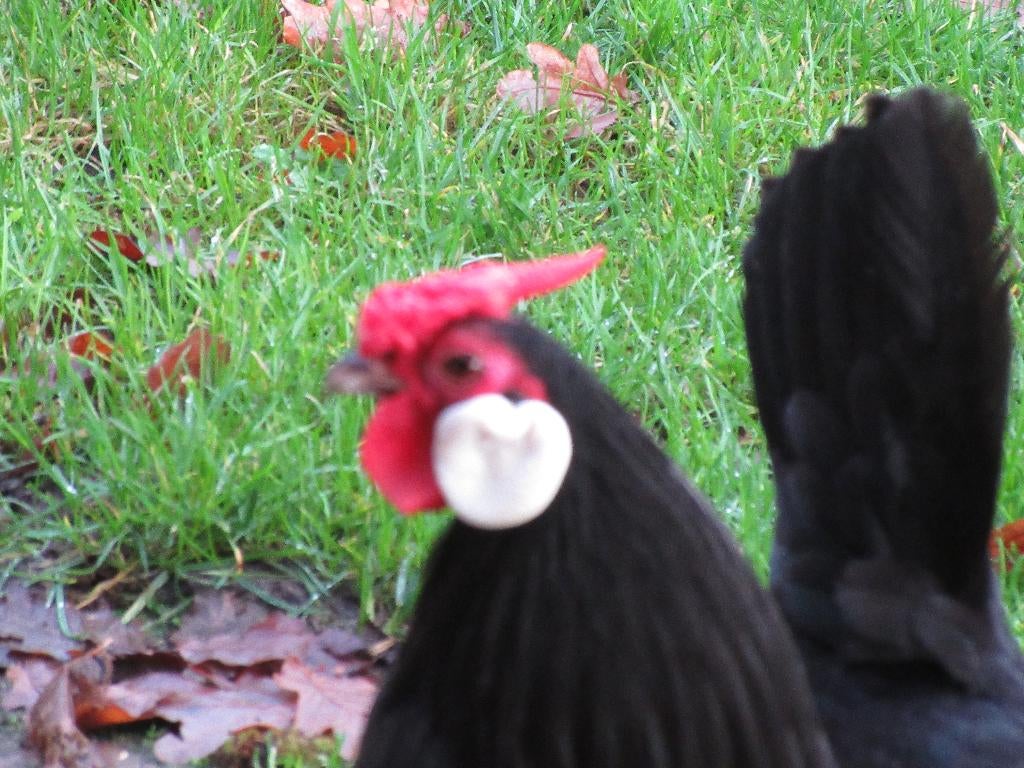 broedeieren, Dieren en Toebehoren, Geslacht onbekend, Kip