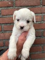 Bijzondere Chihuahua mix reutjes beschikbaar!, Parvo, 8 tot 15 weken, Meerdere, Meerdere dieren