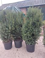 Taxus hillii, Ophalen, Taxus, Minder dan 100 cm