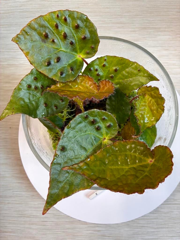 Begonia Ferox bladstekken, Ophalen of Verzenden