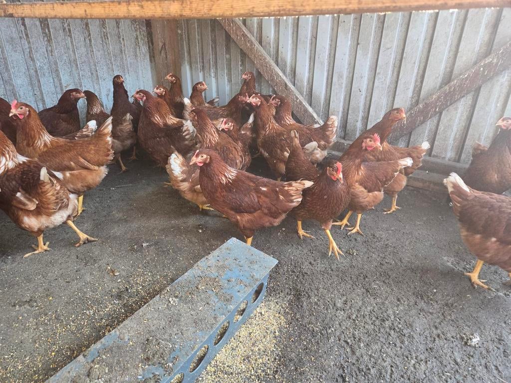 Te koop jonge legkippen, Dieren en Toebehoren, Vrouwelijk, Kip