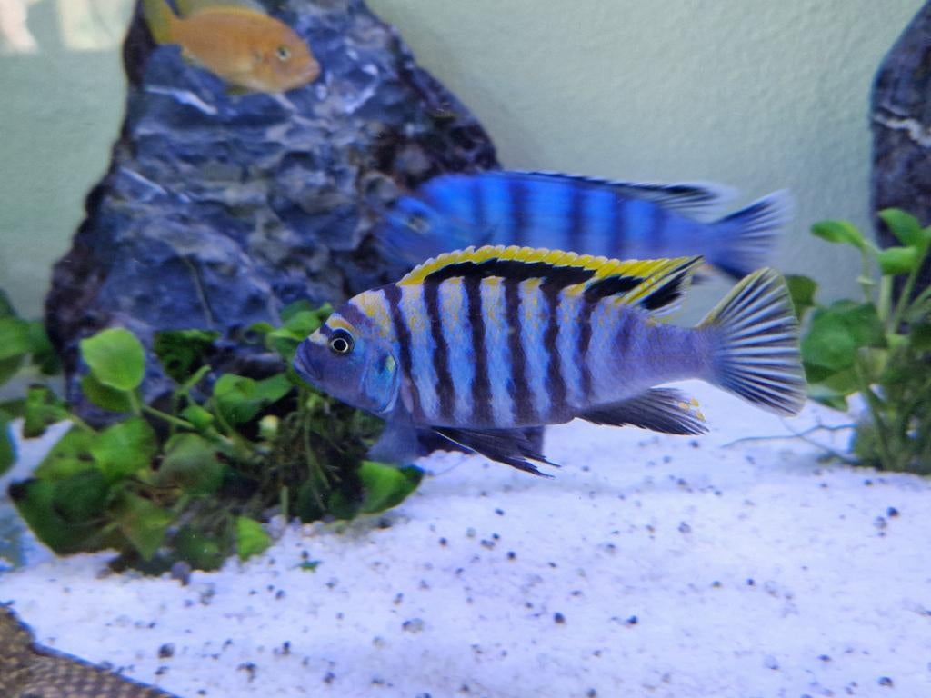 Malawi cichliden, Dieren en Toebehoren, Vissen | Aquariumvissen, Vis, Zoetwatervis