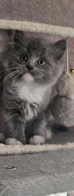 Ragdoll x Britse langhaar kitten, Dieren en Toebehoren, Katten en Kittens | Raskatten | Langhaar, Kater, Ontwormd, 0 tot 2 jaar