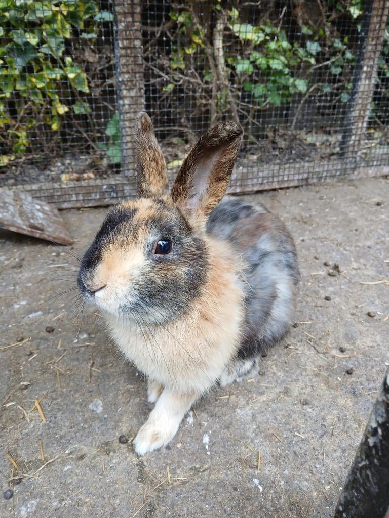 2 Konijnen Gratis, Dieren en Toebehoren, Konijnen, Mannelijk