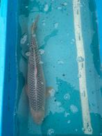 Asagi koi, Karper of Koi