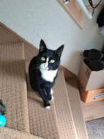 Lieve jongen kat gratis afhalen, Dieren en Toebehoren, Kater