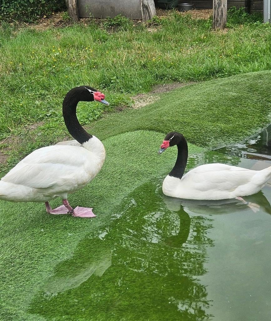 Prachtige zwarthalszwanen van 2025, Dieren en Toebehoren, Meerdere dieren, Overige soorten