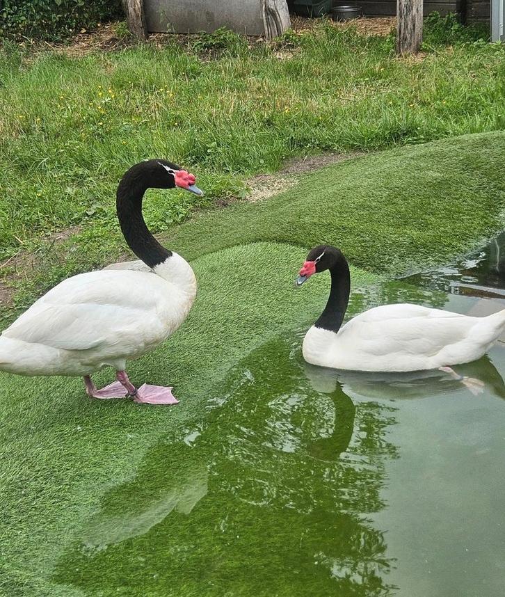 Prachtige zwarthalszwanen van 2025, Dieren en Toebehoren, Pluimvee, Overige soorten, Meerdere dieren