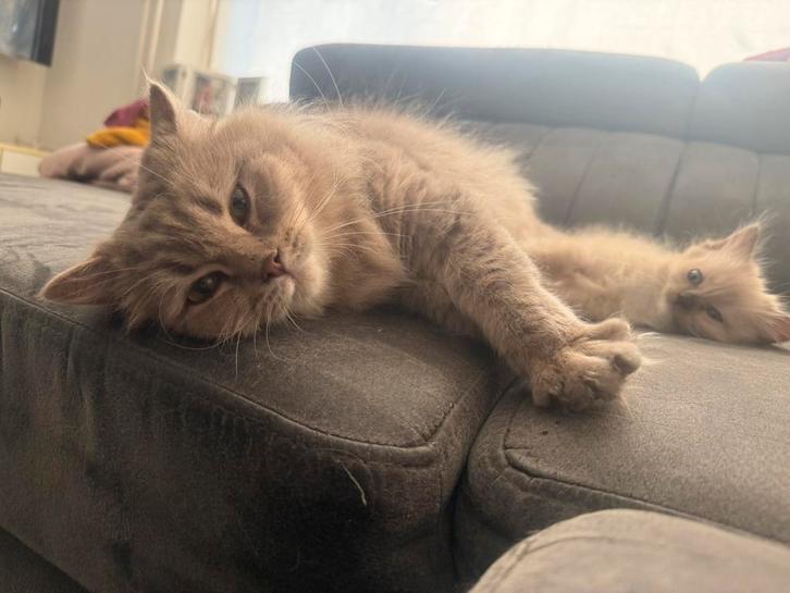 Lieve ragdoll poes met stamboom, Dieren en Toebehoren, Katten en Kittens | Raskatten | Langhaar, Poes, 3 tot 5 jaar, Met stamboom