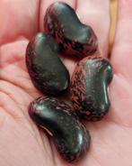 Pronkstokbonen 'Painted Lady' - Zaden voor uw tuin, Tuin en Terras, Ophalen of Verzenden, Volle zon, Zaad