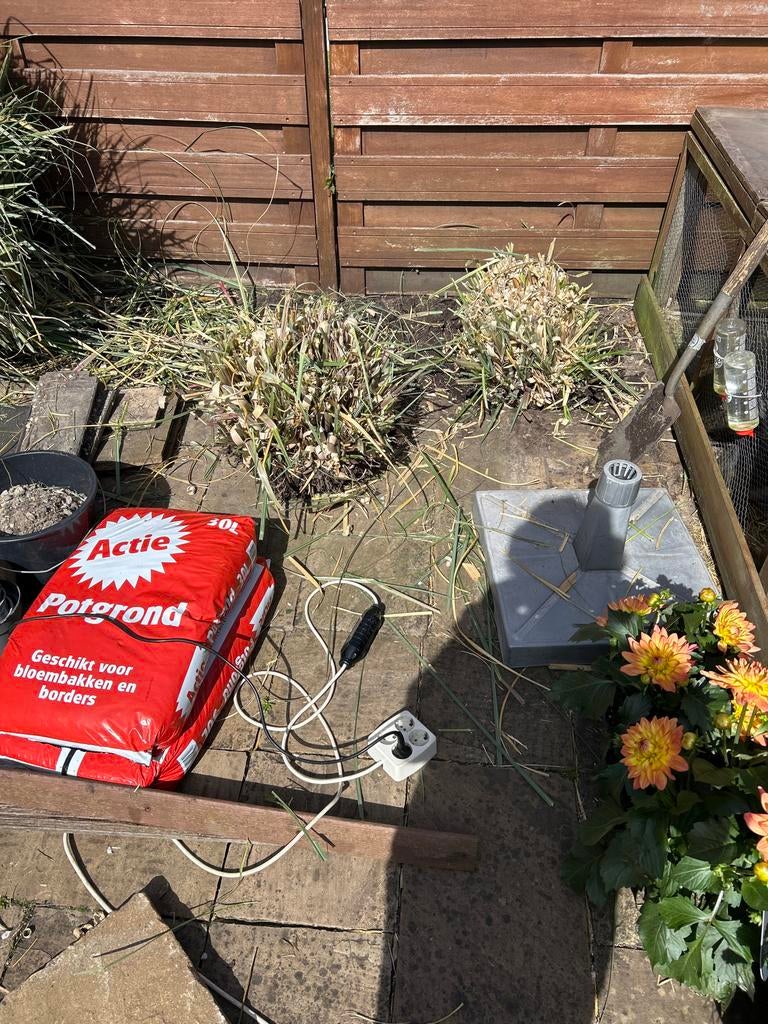 Pampasgras aangeboden, 3 stuks!, Ophalen, Volle zon, Vaste plant, Siergrassen