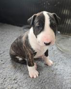Onze laaste princes is gereserveerd tot morgenavond, Bull Terriër, 8 tot 15 weken, Parvo, Meerdere