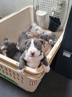 American bully  xl pups, Overige rassen, Meerdere, Meerdere dieren, Nederland