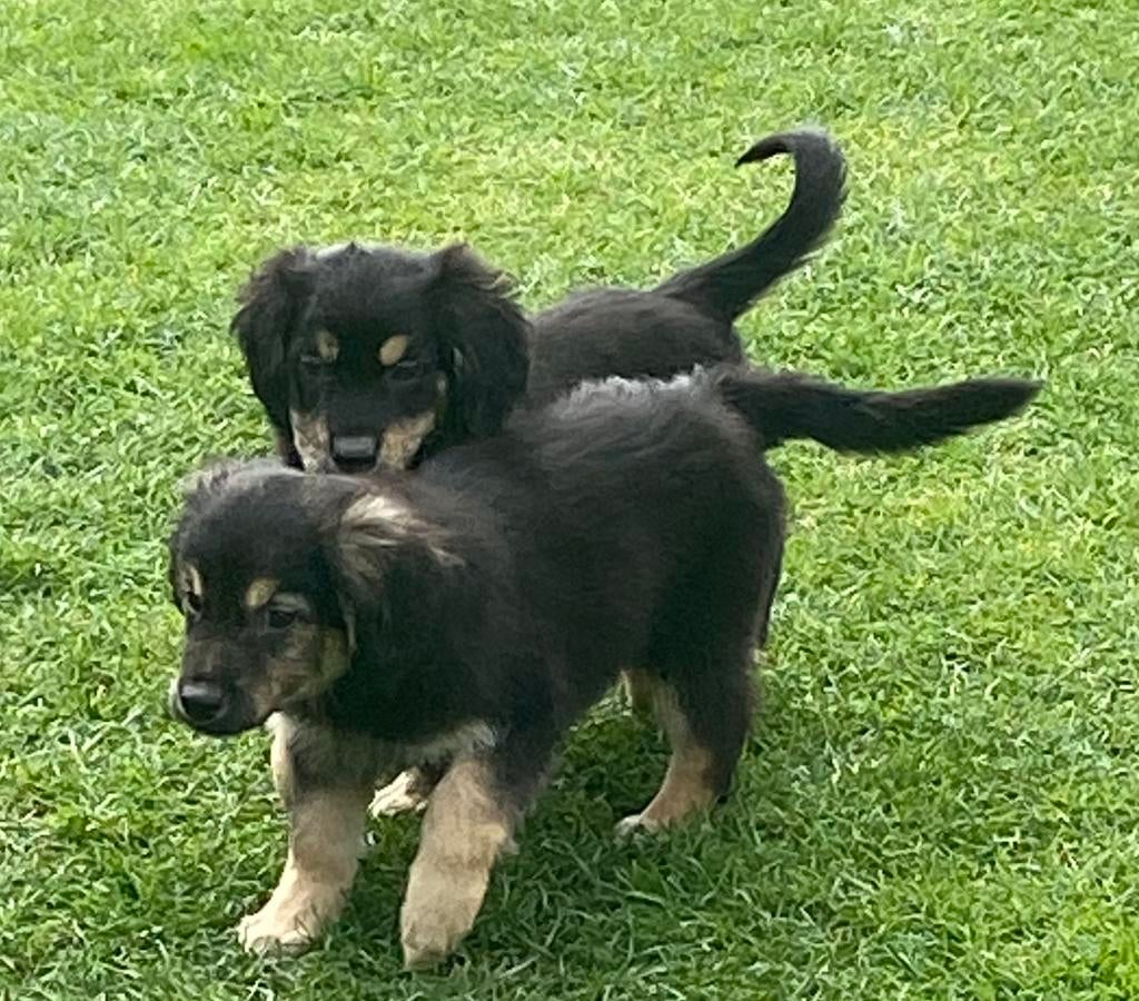 Bijzonder mooie GOLDEN RETRIEVER x FRIESE STABIJ pups, Parvo, Nederland, 8 tot 15 weken, Meerdere
