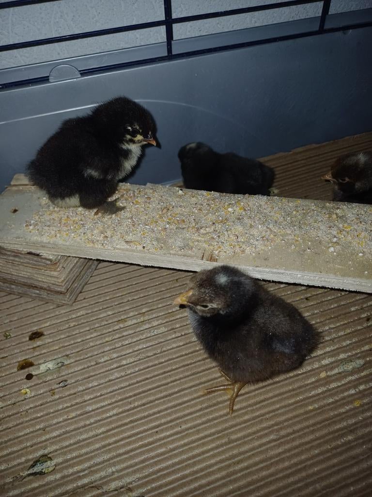 8 kuikens, goud en zilver gezoomd 2 dagen oud, niet gesekst, Geslacht onbekend, Kip