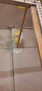 Te koop meerdere koppels waterslag kanaries, Meerdere dieren, Kleurkanarie