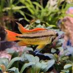 Apistogramma cacatouides, Vis
