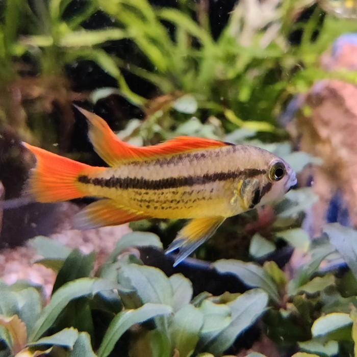 Apistogramma cacatouides, Dieren en Toebehoren, Vissen | Aquariumvissen, Vis
