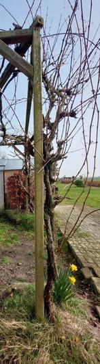 Druivenstruik, Druivenranken, Druiven, Wittedruif, Ophalen