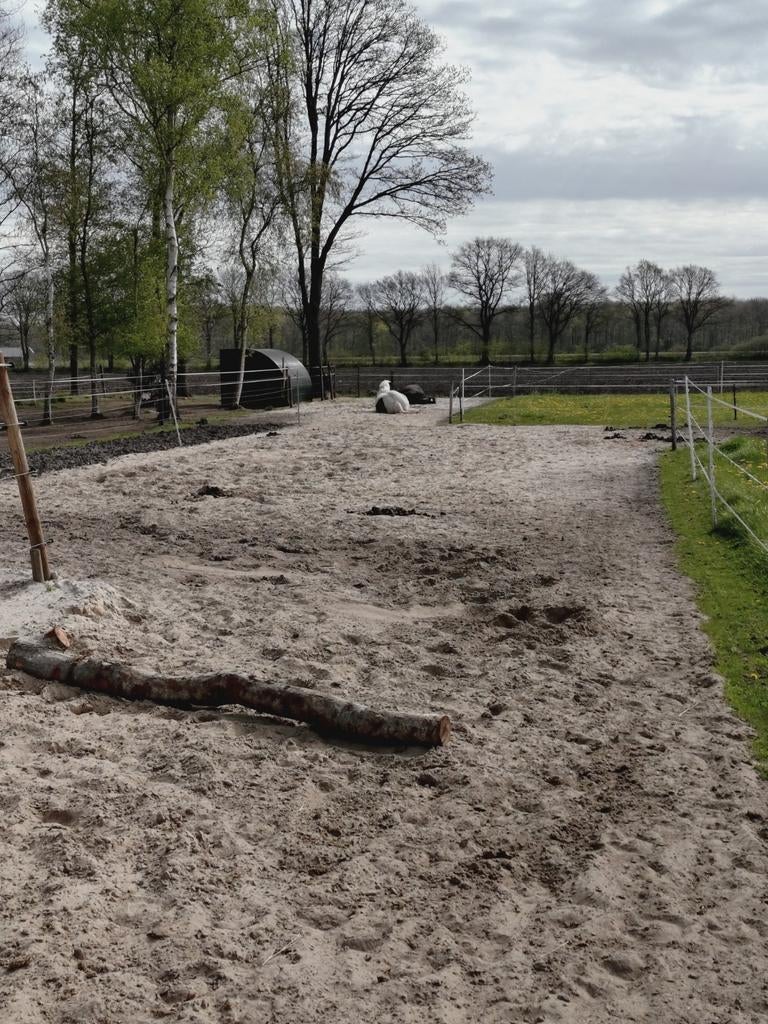 24/7 buiten pensionplek in Ubbena, Dieren en Toebehoren, Stalling en Weidegang, Weidegang