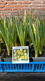 Botanische Narcissen, Ophalen, Overige soorten, Volle zon