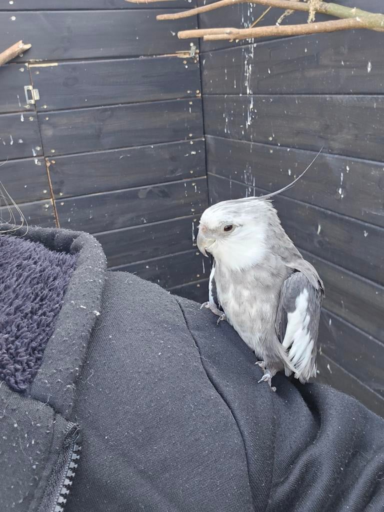 Zoek een valkparkiet pop, Dieren en Toebehoren, Vogels | Parkieten en Papegaaien, Vrouwelijk, Parkiet
