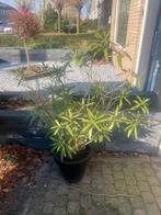 Grote Oleander in pot - Mediterrane sfeer voor uw tuin, Tuin en Terras, Planten | Tuinplanten, Volle zon, Vaste plant, Zomer, Ophalen