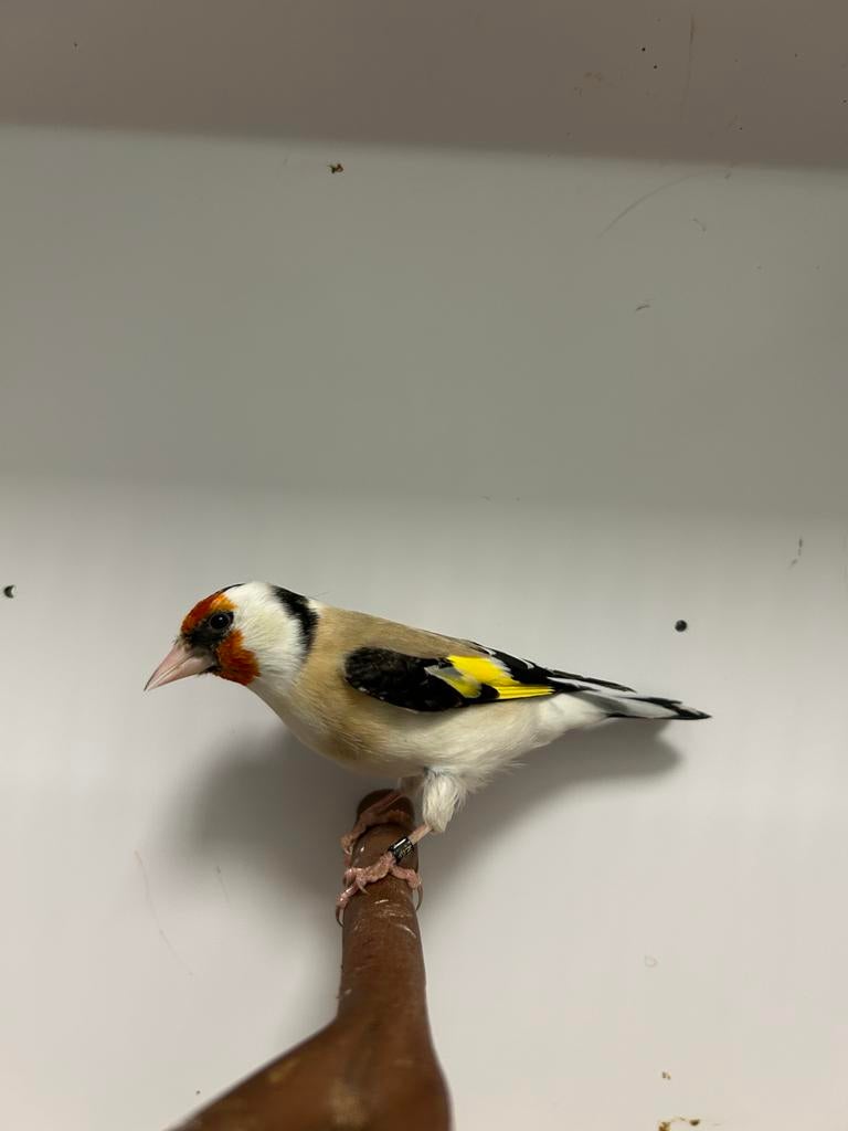 2-5 grote putters, Meerdere dieren, Wildzangvogel, Geringd