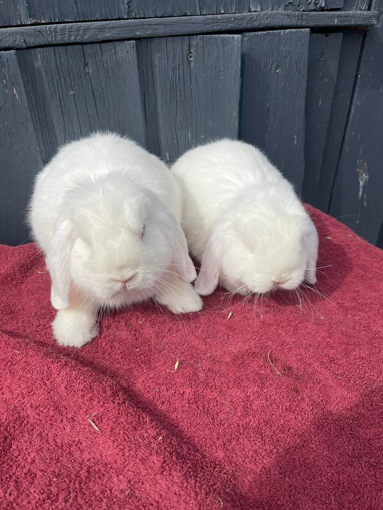 Nedhangoordwerg raszuiver man, Dieren en Toebehoren, Konijnen, Mannelijk, Dwerg