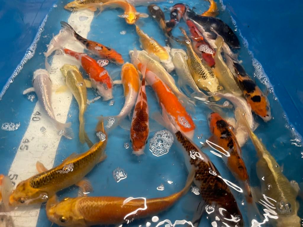 Mooie japanse koi van 15-20 cm, Dieren en Toebehoren, Vissen | Vijvervissen, Karper of Koi
