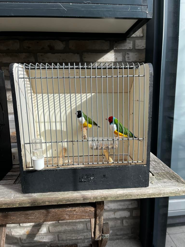 Gouldamadine 2 koppels, Meerdere dieren, Tropenvogel