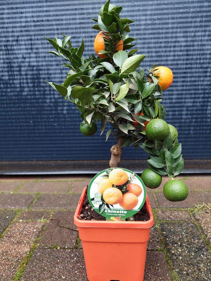 ​Citrus 'Chinotto' - Mirtebladige Sinaasappelboom H: 52 cm., Tuin en Terras, Planten | Fruitbomen, Citroenboom, Minder dan 100 cm