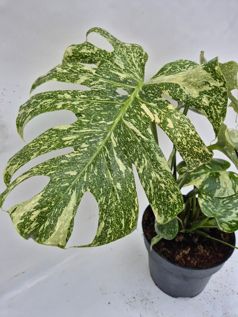 Monstera Thai Constellation 'Cassiopeia' Starlight, Ophalen of Verzenden, Halfschaduw, Minder dan 100 cm