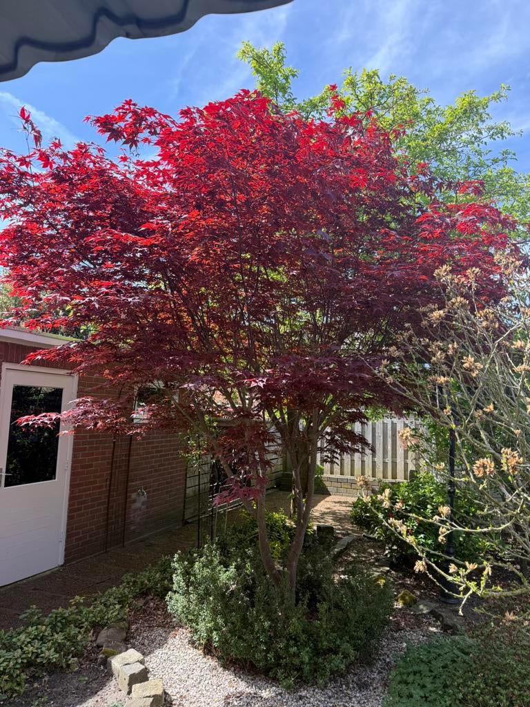 Japanse esdoorn boom meerstammig | ca. 3,5m hoog, Tuin en Terras, Planten | Bomen, Ophalen, Bloeit niet, Halfschaduw, Overige soorten