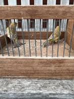 2 koppels forse kanaries 2025, Meerdere dieren, Kleurkanarie