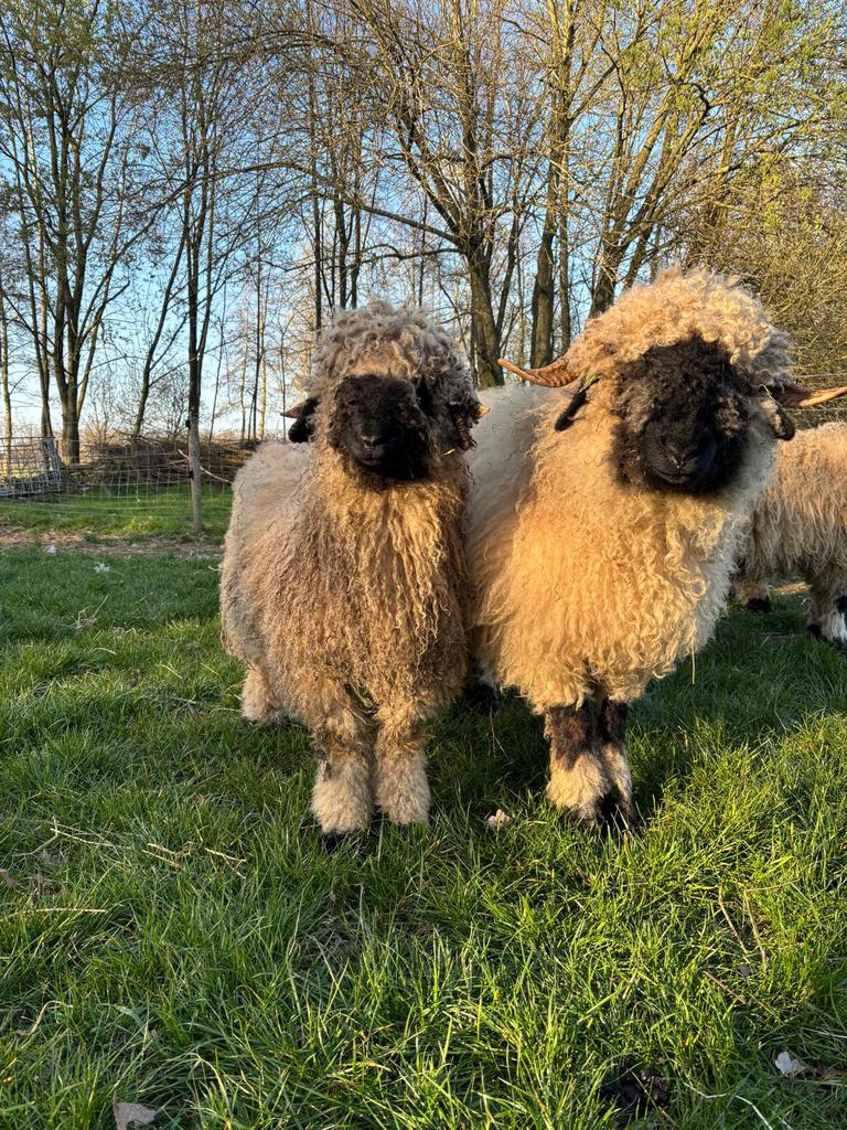 Lief wallisser schwarznase ramlammetje, Dieren en Toebehoren, Schapen, Geiten en Varkens, Mannelijk, Geit