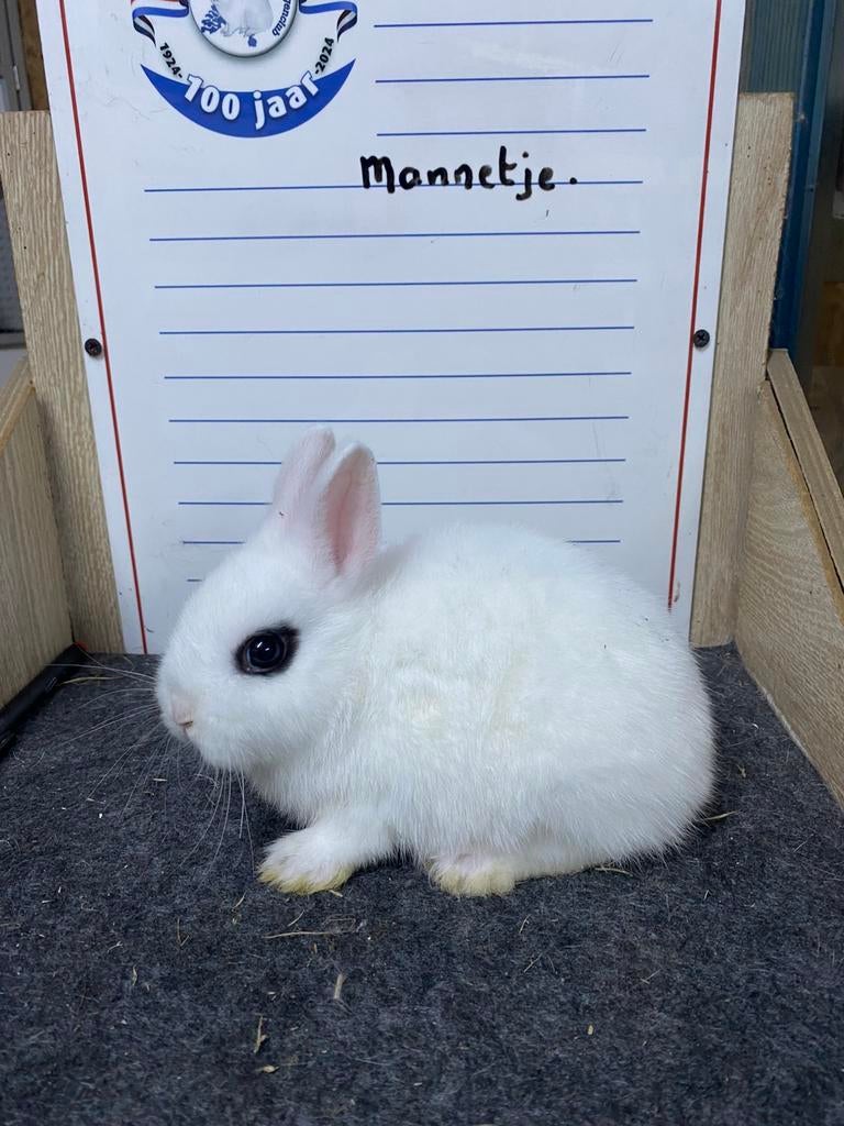 Jonge dwergkonijnen handtam, Dieren en Toebehoren, Meerdere dieren, Dwerg