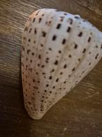 Grote schelp, Ophalen of Verzenden, Zo goed als nieuw