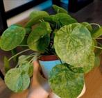 Pannenkoekplant Mojito variegata, Huis en Inrichting, Kamerplanten, Ophalen, Halfschaduw, Minder dan 100 cm