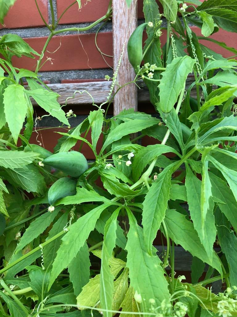 Zaden olijfkomkommer, Tuin en Terras, Planten | Tuinplanten, Ophalen of Verzenden, Eenjarig, Overige soorten, Volle zon