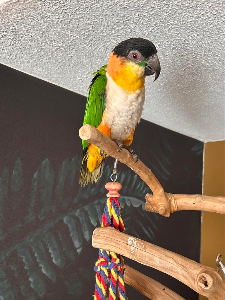 Een tam koppel caiques, Dieren en Toebehoren, Vogels | Parkieten en Papegaaien, Parkiet, Meerdere dieren, Tam