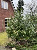 Laurier, Ophalen, Laurier, Struik, 100 tot 250 cm