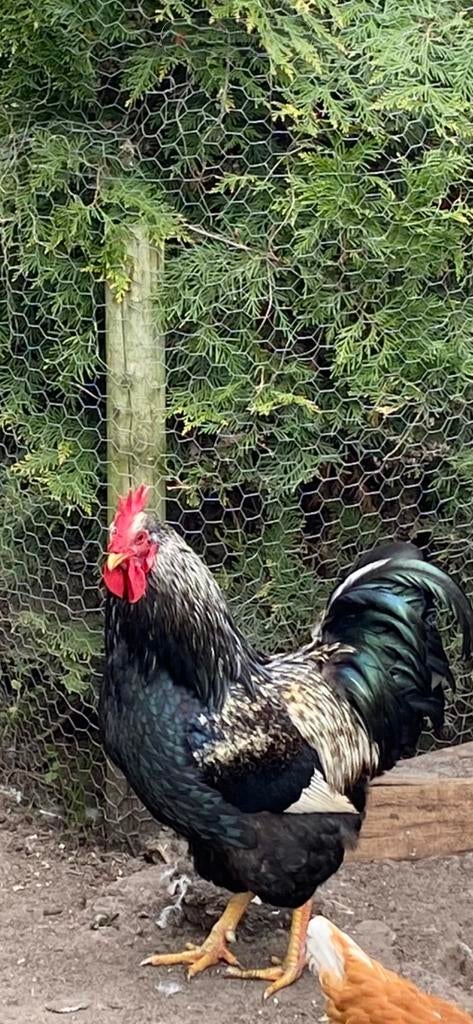 Barnevelder Haan, Dieren en Toebehoren, Mannelijk, Kip